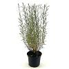 Salix purpurea 'Nana' Pot 3 Liter 30 - 40 cm