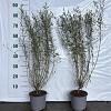 Salix purpurea 'Nana' Pot 2 Liter60 - 80 cm