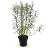 Salix rosmarinifolia Pot 3 Liter 30 - 40 cm