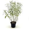 Salix udensis 'Sekka' Pot 3 Liter 30 - 40 cm