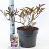 Sambucus nigra Black Beauty Pot 5 Liter 30 - 40 cm