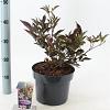 Sambucus nigra Black Beauty Pot 5 Liter 30 - 40 cm