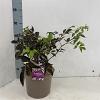 Sambucus nigra Black Beauty Pot 5 Liter 30 - 40 cm