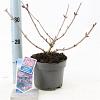 Sambucus nigra Black Beauty Pot 2 Liter30 - 40 cm