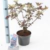 Sambucus nigra Black Beauty Pot 2 Liter30 - 40 cm