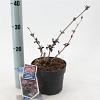 Sambucus nigra Black Beauty Pot 2 Liter30 - 40 cm