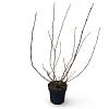 Sambucus nigra Black Lace Pot 12 liter 80 - 100 cm