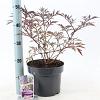 Sambucus nigra Black Lace Pot 5 Liter 30 - 40 cm