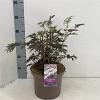 Sambucus nigra Black Lace Pot 5 Liter 30 - 40 cm