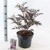 Sambucus nigra Black Lace Pot 5 Liter 30 - 40 cm