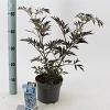 Sambucus nigra Black Lace Pot 2 Liter30 - 40 cm