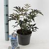 Sambucus nigra Black Lace Pot 2 Liter30 - 40 cm