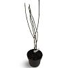 Sambucus nigra Black Lace Pot 4 Liter 50 - 60 cm