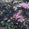 Sambucus nigra Black Lace Pot 20 Liter 100 - 125 cm