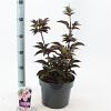 Sambucus nigra Black Tower Pot 5 Liter 30 - 40 cm