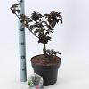 Sambucus nigra Black Tower Pot 5 Liter 30 - 40 cm