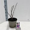 Sambucus nigra Black Tower Pot 5 Liter 30 - 40 cm