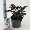 Sambucus nigra Black Tower Pot 2 liter 25-30cm
