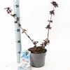 Sambucus nigra Black Tower Pot 2 liter 25-30cm