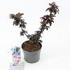 Sambucus nigra Black Tower Pot 2 liter 25-30cm