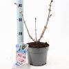 Sambucus nigra Black Tower Pot 2 liter 25-30cm