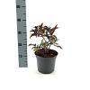 Sambucus nigra Black Tower Pot 3 liter 25-30cm