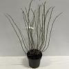 Sambucus nigra Golden Tower Pot 12 liter 80 - 100 cm