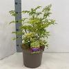 Sambucus nigra Golden Tower Pot 5 Liter 30 - 40 cm