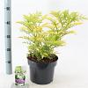 Sambucus nigra Golden Tower Pot 5 Liter 30 - 40 cm