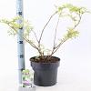 Sambucus nigra Golden Tower Pot 5 Liter 30 - 40 cm