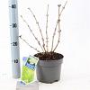 Sambucus nigra Golden Tower Pot 2 Liter30 - 40 cm