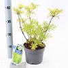 Sambucus nigra Golden Tower Pot 2 Liter30 - 40 cm