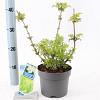 Sambucus nigra Golden Tower Pot 2 Liter30 - 40 cm