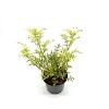 Sambucus nigra Golden Tower Pot 3 Liter 30 - 40 cm