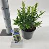 Sarcococca ruscifolia 'Dragon Gate' Pot 2 Liter 20 - 30 cm