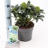 Skimmia j. White Globe Pot 2 Liter 20 - 30 cm