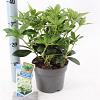 Skimmia j. White Globe Pot 2 Liter 20 - 30 cm