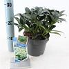 Skimmia j. White Globe Pot 2 Liter 20 - 30 cm