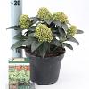 Skimmia j. White Globe Pot 2 Liter 20 - 30 cm