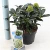Skimmia j. White Globe Pot 2 Liter 20 - 30 cm