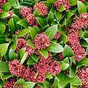 Skimmia j. Rubesta Cuba Pot 2 Liter 20 - 30 cm