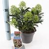 Skimmia j. Rubesta Cuba Pot 2 Liter 20 - 30 cm