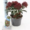 Skimmia j. Rubesta Pot 2 Liter 20 - 30 cm