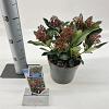 Skimmia j. Rubesta Pot 2 Liter 20 - 30 cm