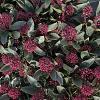 Skimmia j. 'Redruth' Pot 2 Liter 20 - 30 cm