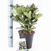 Skimmia j. 'Redruth' Pot 2 Liter 20 - 30 cm