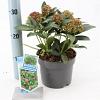 Skimmia j. Rubesta Giant Pink Pot 2 Liter 20 - 30 cm