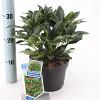 Skimmia j. Rubesta Giant Pink Pot 2 Liter 20 - 30 cm