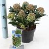 Skimmia j. Rubesta Giant Pink Pot 2 Liter 20 - 30 cm
