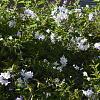 Solanum jasminoides C20 200 - 250 cm